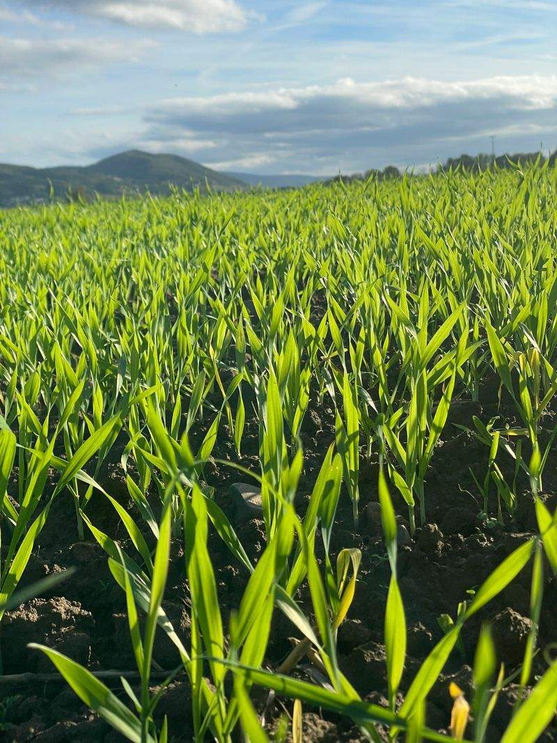 Cultivos del Ebro S.L. 12